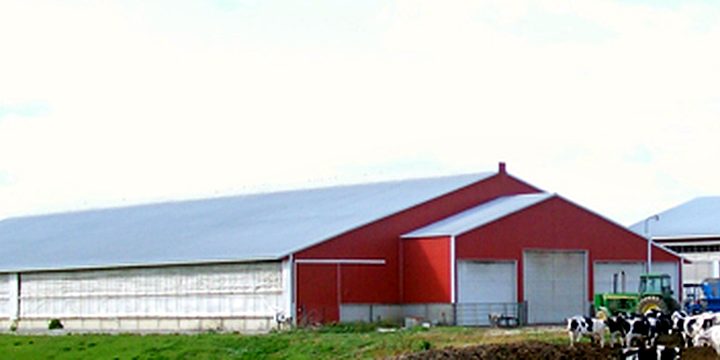Red farm buildings with dairy cattle